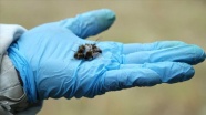 'Biyolojik kirlilik arı ölümlerini artırıyor'