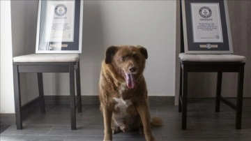 Bobi'ye verilen "dünyanın en yaşlı köpeği" unvanı, yaşı doğrulanamadığı için geri alı