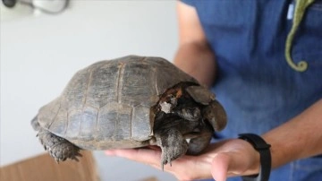 Bodrum'da geçici hayvan bakımevinde yaralı yaban hayvanları da tedavi ediliyor