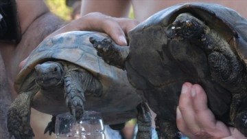 Bodrum'da makilik yangınında kurtarılan kaplumbağalar tedaviye alındı