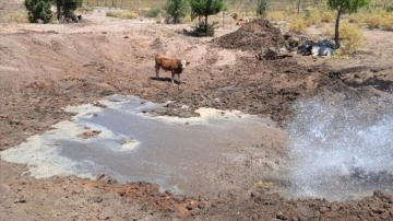 Bodrum'da yaban hayvanlarının yaşam alanlarına su takviyesi yapılıyor