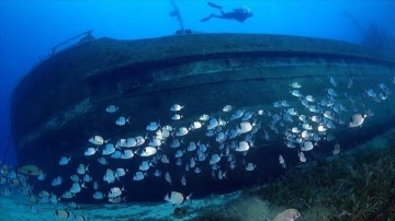 Bodrum'un su altı dünyasında tarih ve doğal hayat bir arada görüntülendi