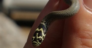 Bolkar uysal yılanı, Tarsus’ta görüntülendi