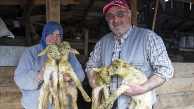 Bolu'da d&ouml;rd&uuml;z yavrulayan koyun yetiştiricisini sevindirdi