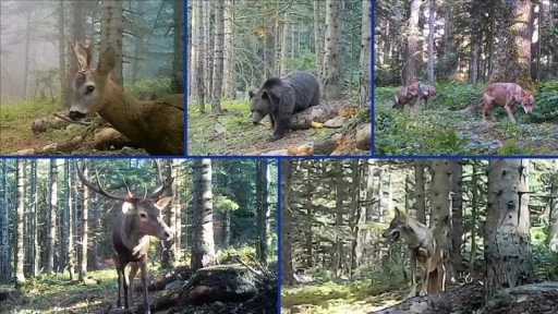 Bolu'da yaban hayvanları fotokapanla g&ouml;r&uuml;nt&uuml;lendi