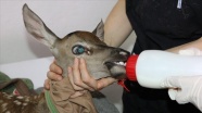 Bolu&#039;da yaralı bulunan geyik yavrusu koruma altına alındı