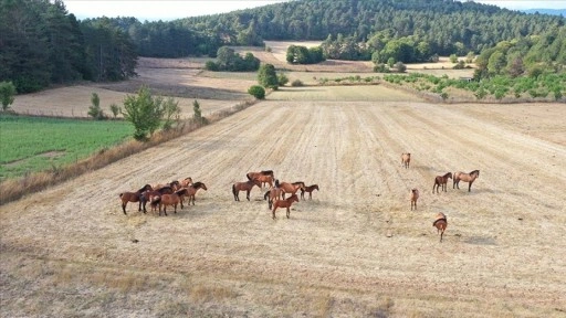 Bolu Dağı'ndaki yılkı atları taylarıyla görüntülendi