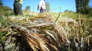Bolu'nun 'Kıbrıscık pirinci' üreticisini sevindirdi