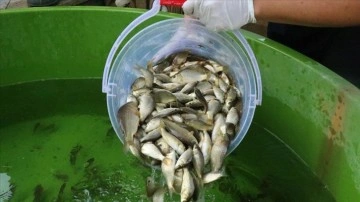 Bolu'daki balık üretim tesisi popülasyonun artışına katkı sağlıyor