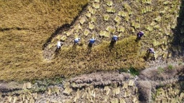 Bolu'nun coğrafi işaretli "Kıbrıscık pirinci" hasat ediliyor