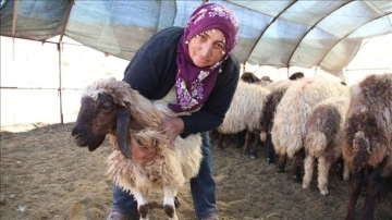 Borçla hayvancılığa başlayan kadın yetiştirici, koyun sayısını 30'dan 300'e çıkardı