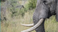 Botsvana'da 'gizemli' hastalık nedeniyle 3 ayda en az 350 fil öldü