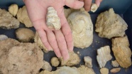 Bozkırda 55 milyon yıllık deniz fosilleri bulundu