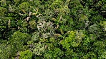 Brezilya Amazonları'nda ocakta 'ormansızlaştırılan' alan Manhattan'dan 7 kat büy