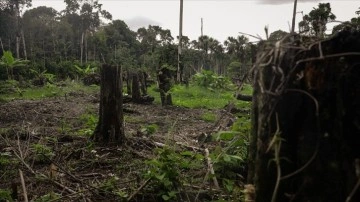Brezilya Amazonlarında ormansızlaştırma 11 aydı yüzde 22,3 azaldı