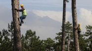 Budama işçilerinin 40 metre yükseklikte zorlu mesaisi