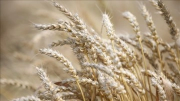 Buğday fiyatları, haftalık bazda yüzde 40'ın üzerinde artarak 12 doları aştı