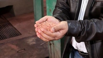 Buğday ve çavdar melezi "tritikale" eken tarım işletmesi rekor verim elde etti