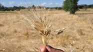 Buğdayın atası &#039;siyez&#039;de hasat başladı