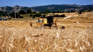 'Buğdayın atası' siyeze ilgi ekim alanını 10 kat artırdı