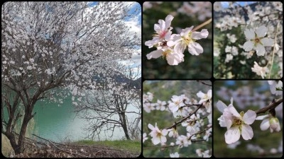 Burdur'da badem ağa&ccedil;ları &ccedil;i&ccedil;ek a&ccedil;tı