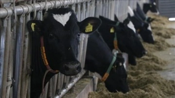 Burdur'da müzik dinletilen ineklerin süt verimliliği araştırılıyor