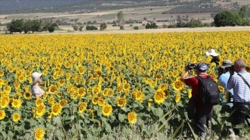Burdur'un lavanta gibi ayçiçeğiyle de turist çekmesi hedefleniyor