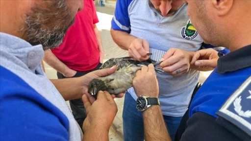 Bursa'da bacağı ipe dolandığı için ağaçta mahsur kalan kargayı itfaiye kurtardı