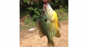 Bursa’da gölette yakalanan balık şaşırttı