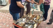 Bursa'da kaçak balık operasyonu