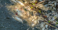 Bursa'da korkutan balık ölümleri