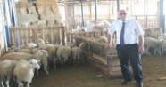 Bursa'da özel bir koyun ırkı geliştiriliyor