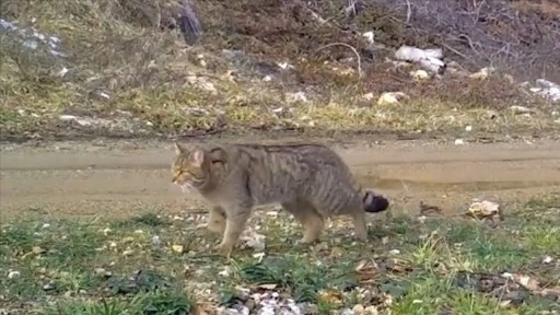Bursa'da yaban kedisi fotokapanla görüntülendi