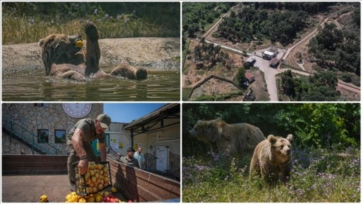 Bursa'daki ayı barınağının sakinleri sıcak havalarda özel gıdalarla besleniyor