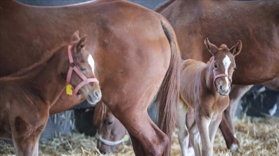 Bursa'daki TİGEM harasında şampiyon adayı taylar d&uuml;nyaya g&ouml;zlerini a&ccedil;ıyor