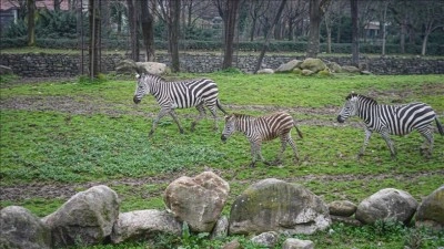 Bursa Hayvanat Bah&ccedil;esi'nde 2 yavrunun doğumuyla zebra sayısı 11'e &ccedil;ıktı