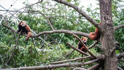 Bursa Hayvanat Bah&ccedil;esi'nde kırmızı panda yavrularına &ouml;zenle bakılıyor