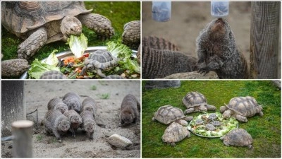 Bursa Hayvanat Bah&ccedil;esi'nde sıcak iklim hayvanlarına kış bakımı