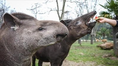 Bursa Hayvanat Bah&ccedil;esi'ndeki tapirler kış mevsiminde &ouml;zenle besleniyor