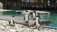 Bursa Hayvanat Bahçesi'nin yeni konukları fok ve penguenler