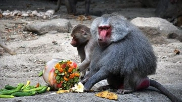Bursa Hayvanat Bahçesi sakinleri duş ve buzlu meyve servisiyle serinliyor