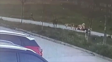 Bursa'da sahipsiz köpeklerin saldırdığı kişi yaralandı