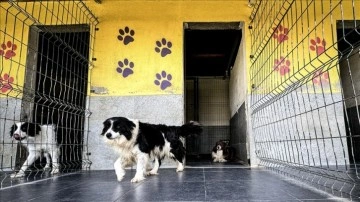 Bursa'daki evcil hayvan oteli bayram tatilinde tam kapasite hizmet verecek
