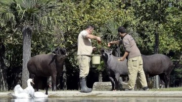 Bursa'daki hayvanat bahçesinde tapir ailesinin güneşli havada masaj keyfi