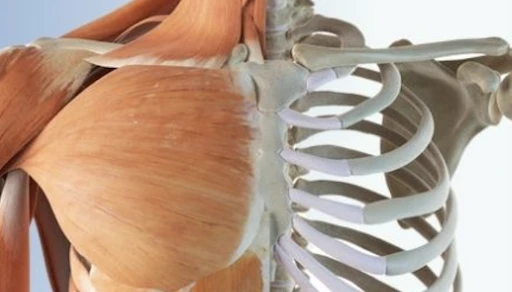 B&uuml;t&uuml;nleşik model (İskelet) -&Ouml;z&rsquo;&uuml;n İfadesi yazdı-