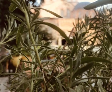 C'esaret -Arzu Leyal yazdı-