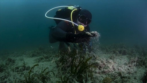 Çanakkale Boğazı'nda koruma altındaki sert mercanlar müsilaj tehdidi altında