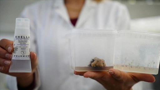 Çanakkale Teknopark'ta bitki kök hücresinden kırışıklık giderici krem geliştirildi