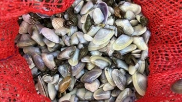 Çanakkale'de 3 ton kum şırlanı ele geçirildi