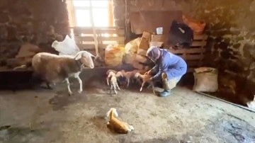 Çanakkale'de koyun tek batında 6 kuzu doğurdu